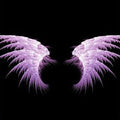 Purple wing-like structures on a black background